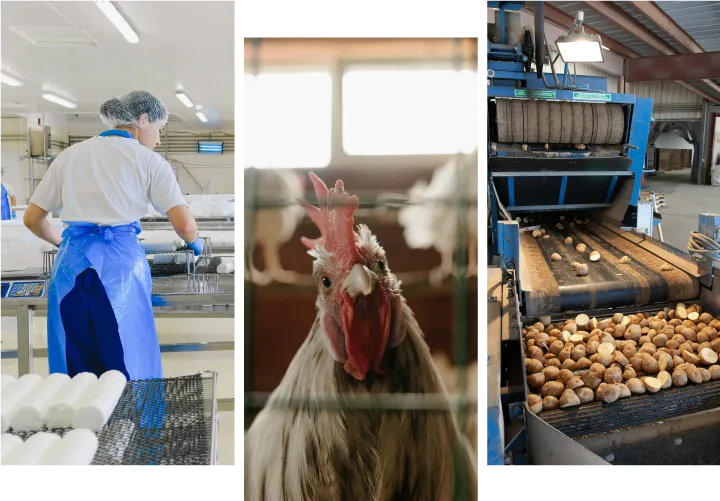 Fotografías de industrias que sirve Sidmacero, como agroindustria o ag®ícola, alimenticio y cría de aves o avicultura además de alimento para ave.